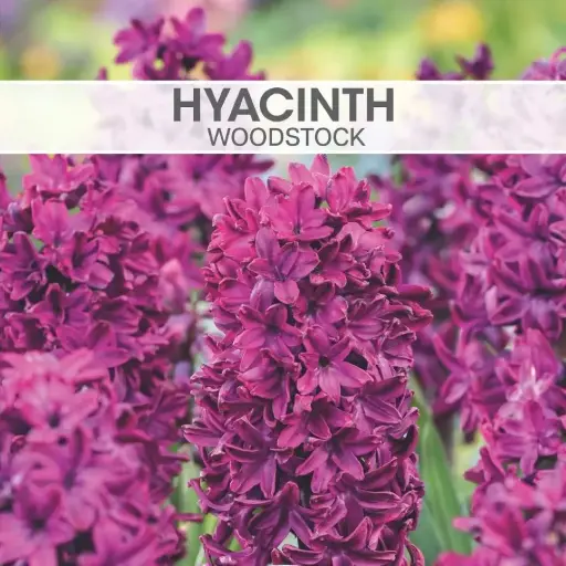 Hyacinth Woodstock Bulbs